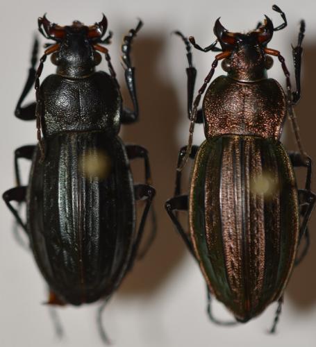 Carabus cancellatus